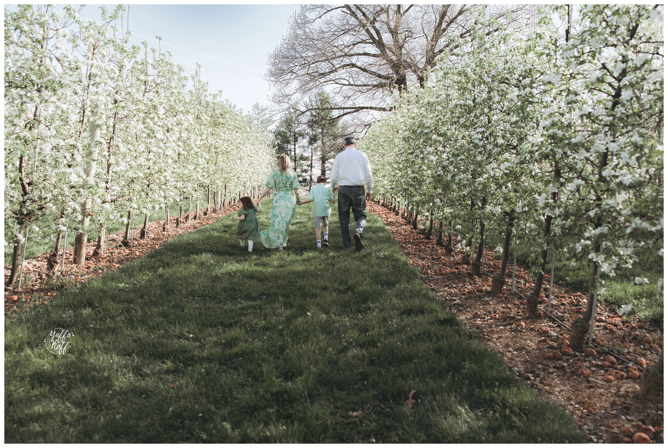 Family hold hands and walk together during Family Portraits In The Spring 